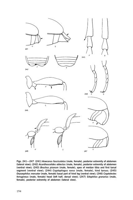 Beetles Identification Guide