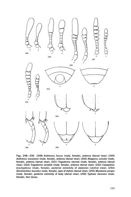 Beetles Identification Guide