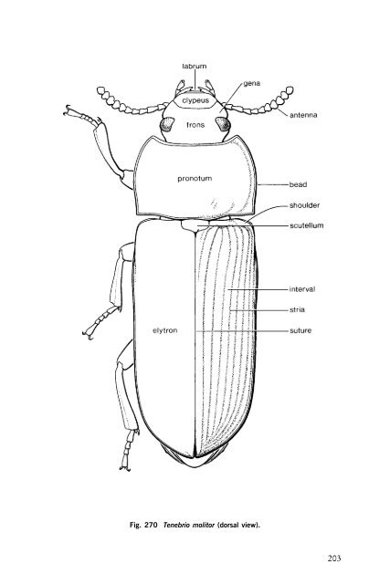 Beetles Identification Guide