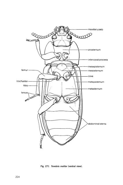 Beetles Identification Guide