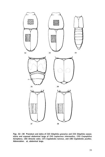 Beetles Identification Guide