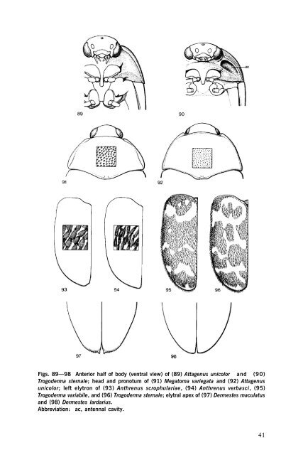 Beetles Identification Guide