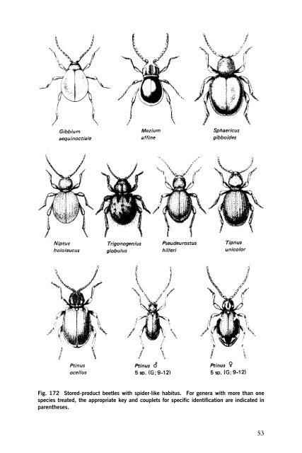 Beetles Identification Guide