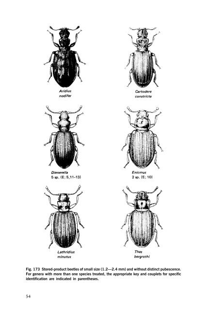 Beetles Identification Guide