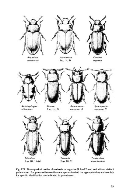 Beetles Identification Guide