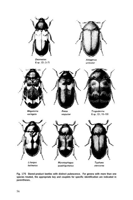 Beetles Identification Guide