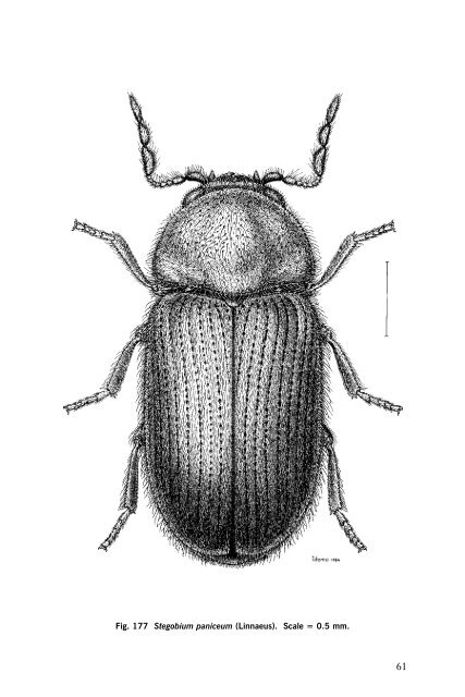 Beetles Identification Guide