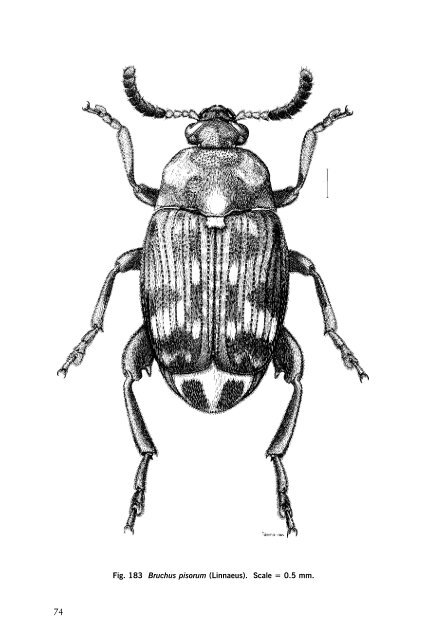 Beetles Identification Guide