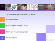 Schnupperkurs Gentechnik am Expolab Heidelberg