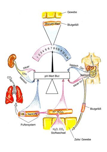 Alkalosen, Azidosen, E`lytestoerungen - Frintroper Praxis für ...