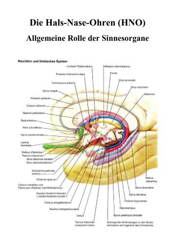 Die Hals-Nase-Ohren (HNO) - Frintroper Praxis für Naturheilkunde