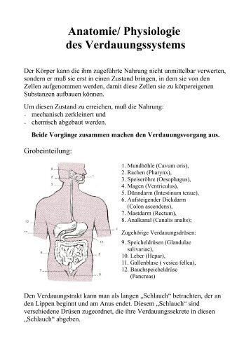 Verdauung Anatomie Physiologie - Frintroper Praxis für ...