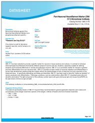 (SMI 311) Monoclonal Antibody - Eurogentec