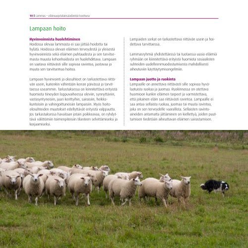 Lammas – eläinsuojelulainsäädäntöä koottuna - Evira