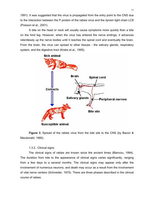 Genetic characteristics of field and attenuated rabies viruses ... - Evira