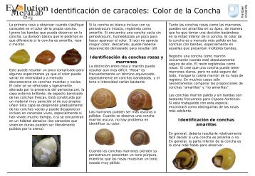 Identificación de caracoles: Color de la Concha - Evolution MegaLab