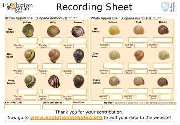 Recording Sheet - Evolution MegaLab