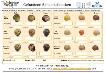 Gefundene Bänderschnecken - Evolution MegaLab