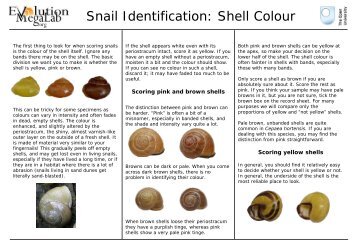 Snail Identification: Shell Colour - Evolution MegaLab