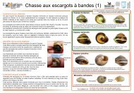 Chasse aux escargots à bandes (1) - Evolution MegaLab