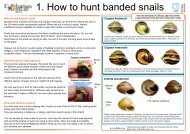 1. How to hunt banded snails - Evolution MegaLab