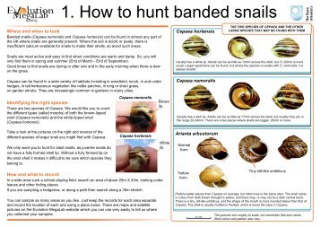 1. How to hunt banded snails - Evolution MegaLab