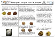 Comptage des escargots: couleur de la coquille - Evolution MegaLab