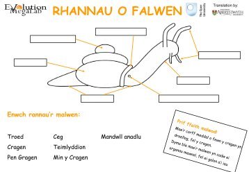 Enwch rannau'r malwod - Evolution MegaLab