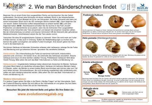 1. Wie man Bänderschnecken findet - Evolution MegaLab