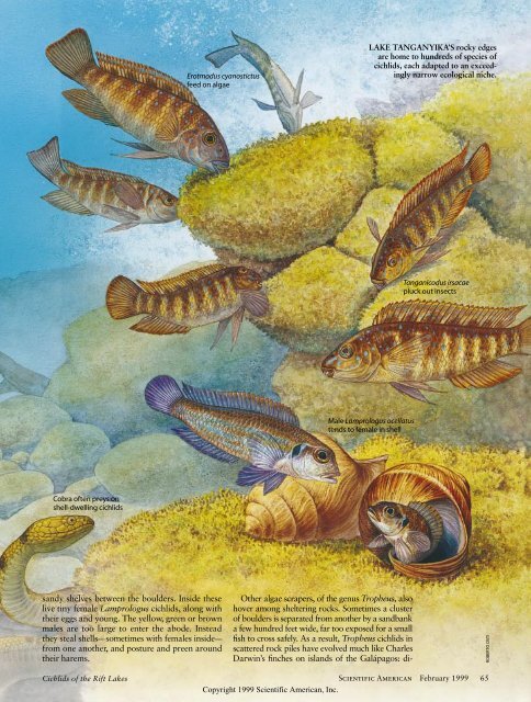 Cichlids of the Rift Lakes - Scientific American Digital