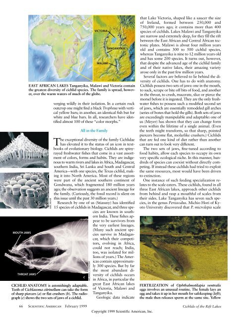 Cichlids of the Rift Lakes - Scientific American Digital