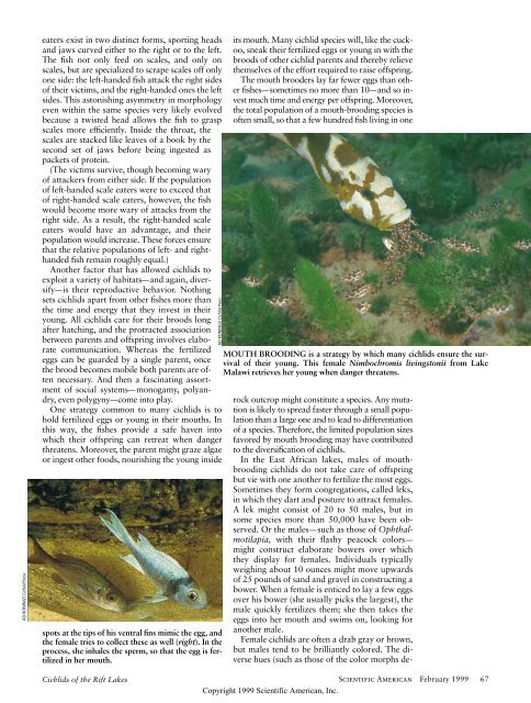 Cichlids of the Rift Lakes - Scientific American Digital