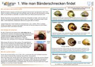 1. Wie man Bänderschnecken findet - Evolution MegaLab