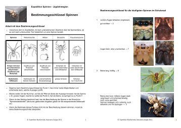 Bestimmungsschlüssel Spinnen - Expedition Biodiversität