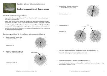 Bestimmungsschlüssel Spinnennetze - Expedition Biodiversität