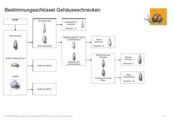 Bestimmungsschlüssel Gehäuseschnecken