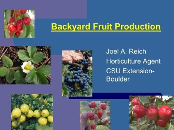 Backyard Fruit Production