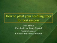 How to plant your seedling trees for best success - Colorado State ...