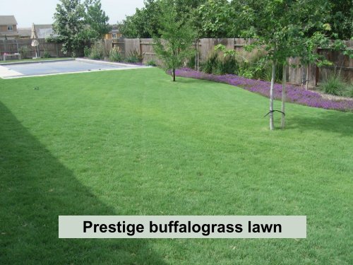 Water Efficient Turf.. - Colorado State University Extension