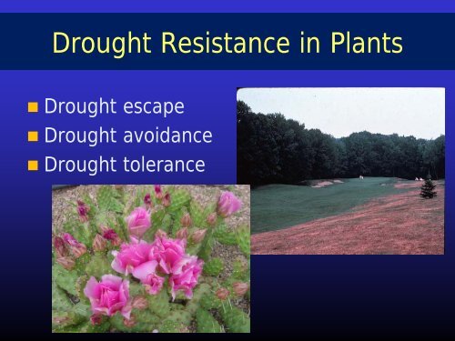 Water Efficient Turf.. - Colorado State University Extension