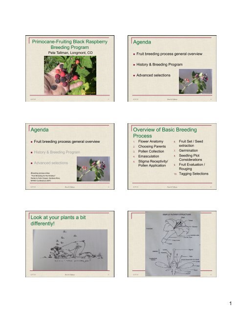 Primocane-Fruiting Black Raspberry Breeding Program - Pete Tallman