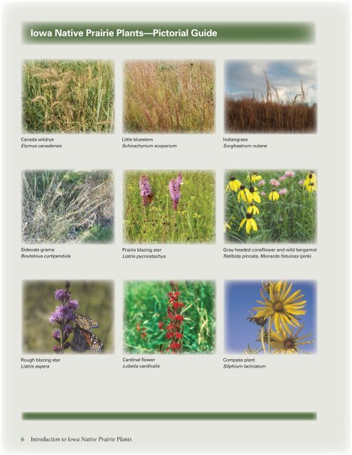 Introduction to Iowa Native Prairie Plants - Iowa State University ...