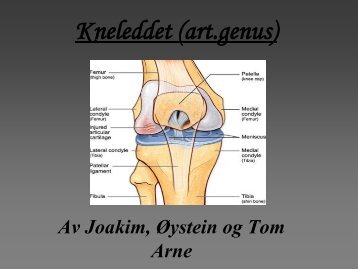 Kneleddet (art.genus)