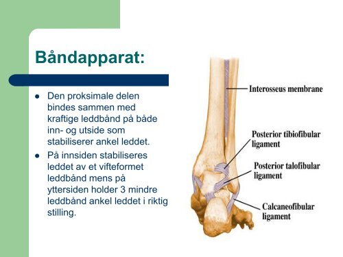 Ankel – og håndleddets oppbygning.