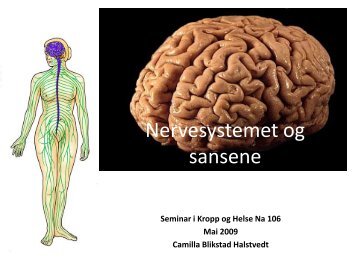 Nervesystemet og sansene
