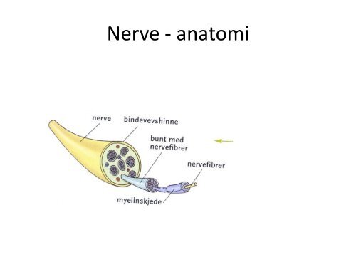 Nervesystemet og sansene