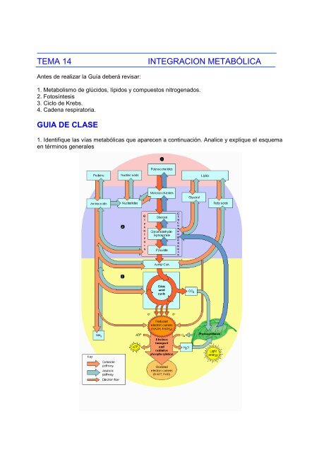 TEMA 14 INTEGRACION METABÓLICA