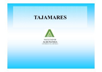 TAJAMARES