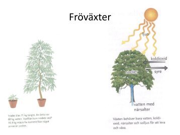 Fröväxter