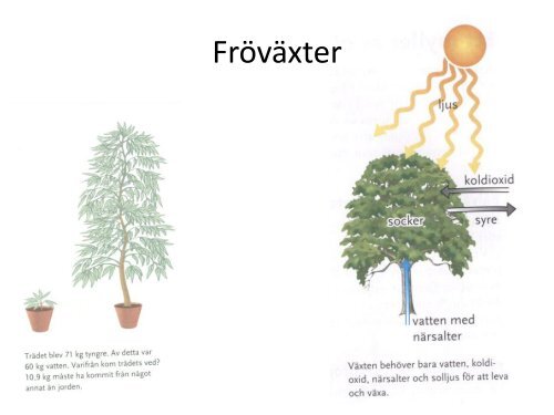 Fröväxter